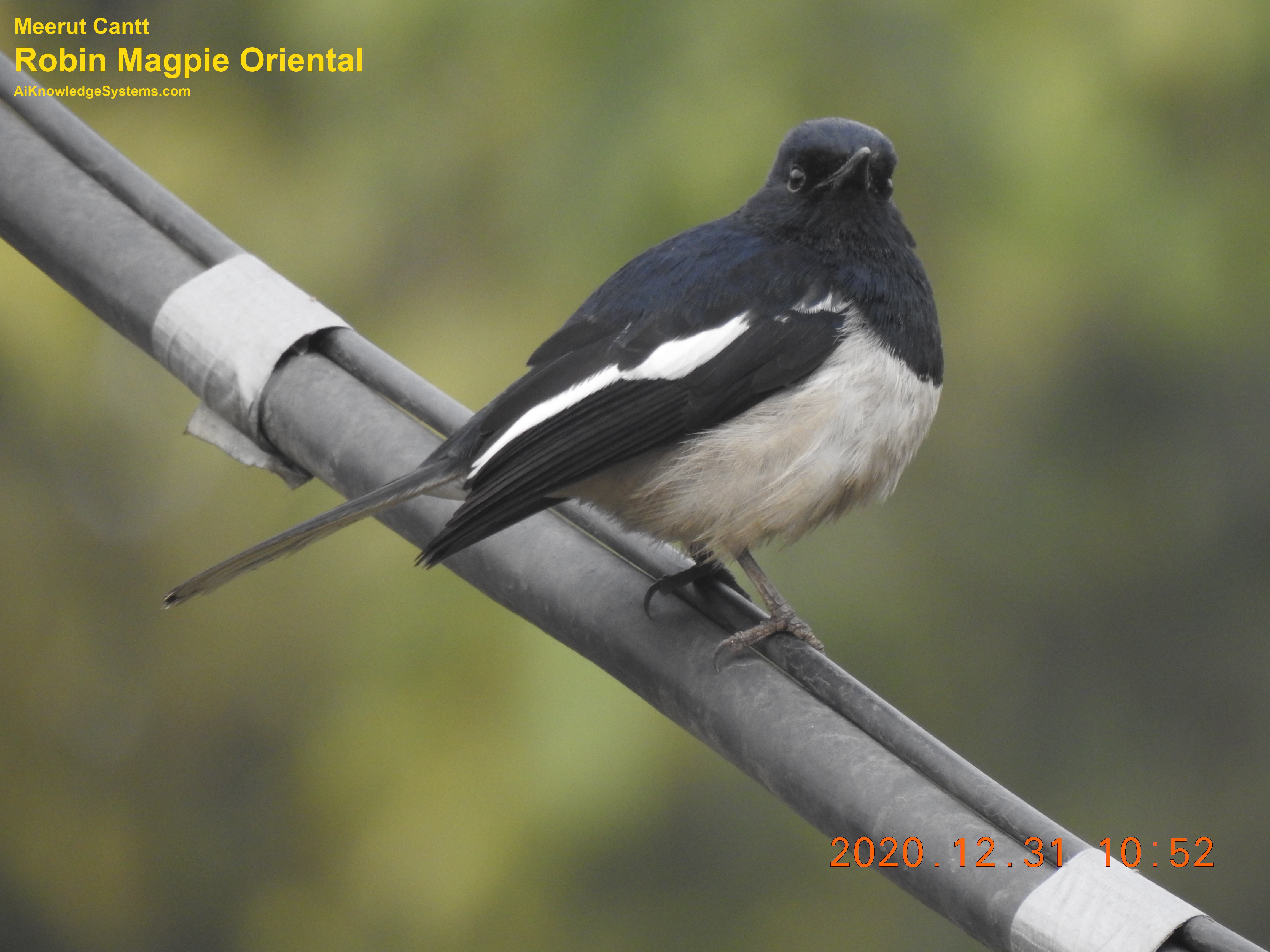 Magpie Robin (86) Coming Soon